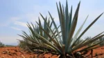 historia-del-tequila