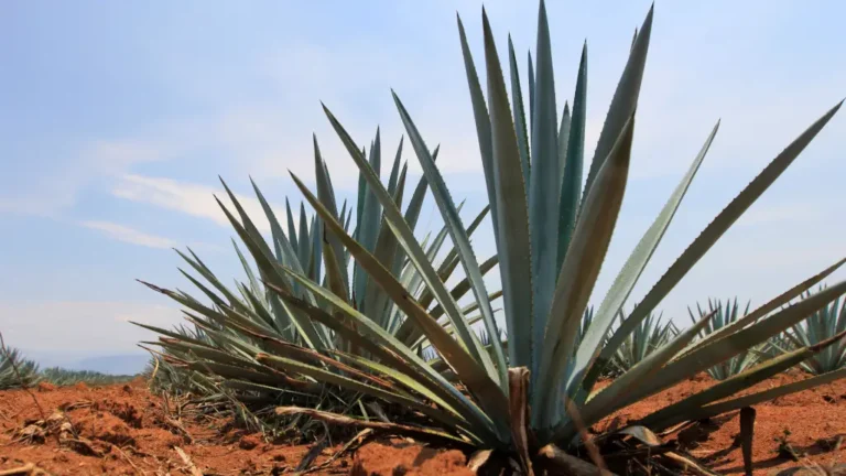 historia-del-tequila